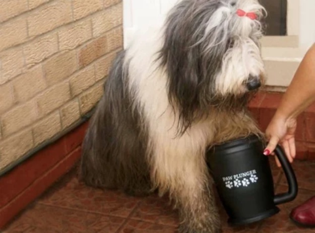 Dog Using Paw Plunger | Dog Owner Creates Paw Cleaner to Keep Apartments Dirty-Paw-Print-Free