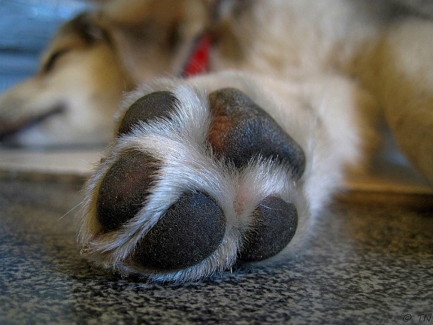 Dog Paw Image | Dog Owner Creates Paw Cleaner to Keep Apartments Dirty-Paw-Print-Free