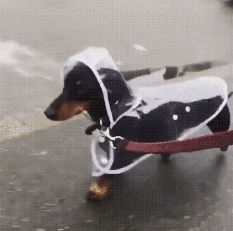Puppy Raincoat GIF | Dog Owner Creates Paw Cleaner to Keep Apartments Dirty-Paw-Print-Free