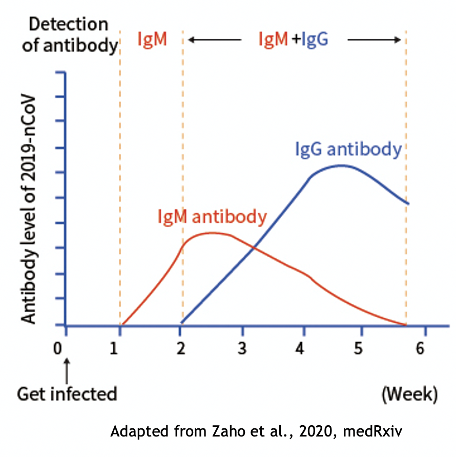 IGM антитела. Антитела IGG. Антитела IGM И IGG В чем разница. Показания IGM И IGG.
