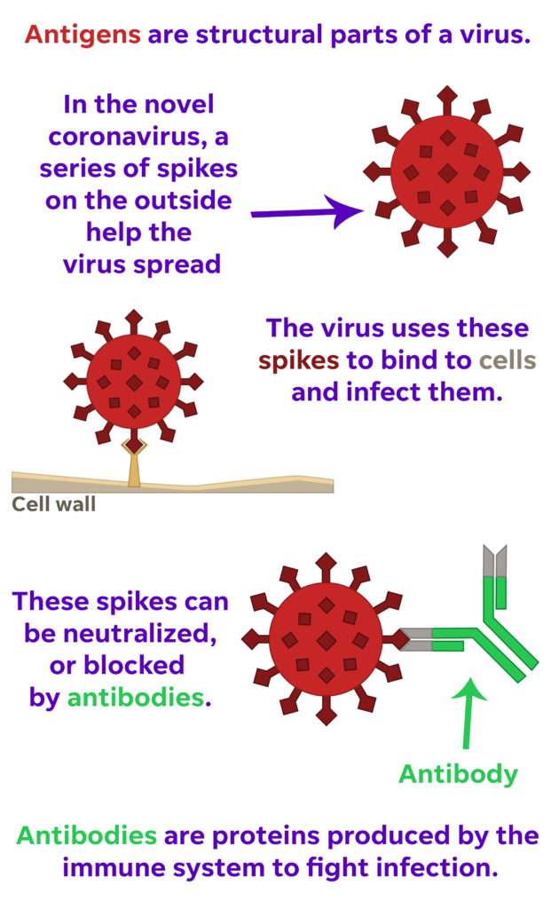 Antibodies Our Body s Weaponry